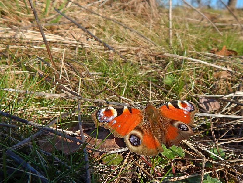 Parco del Ticino 9/2/14 :Aglais io